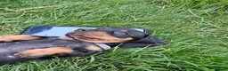 Dachshund dogs for sale: Beautiful Dachshund Puppies in Edinburgh - Advert 10