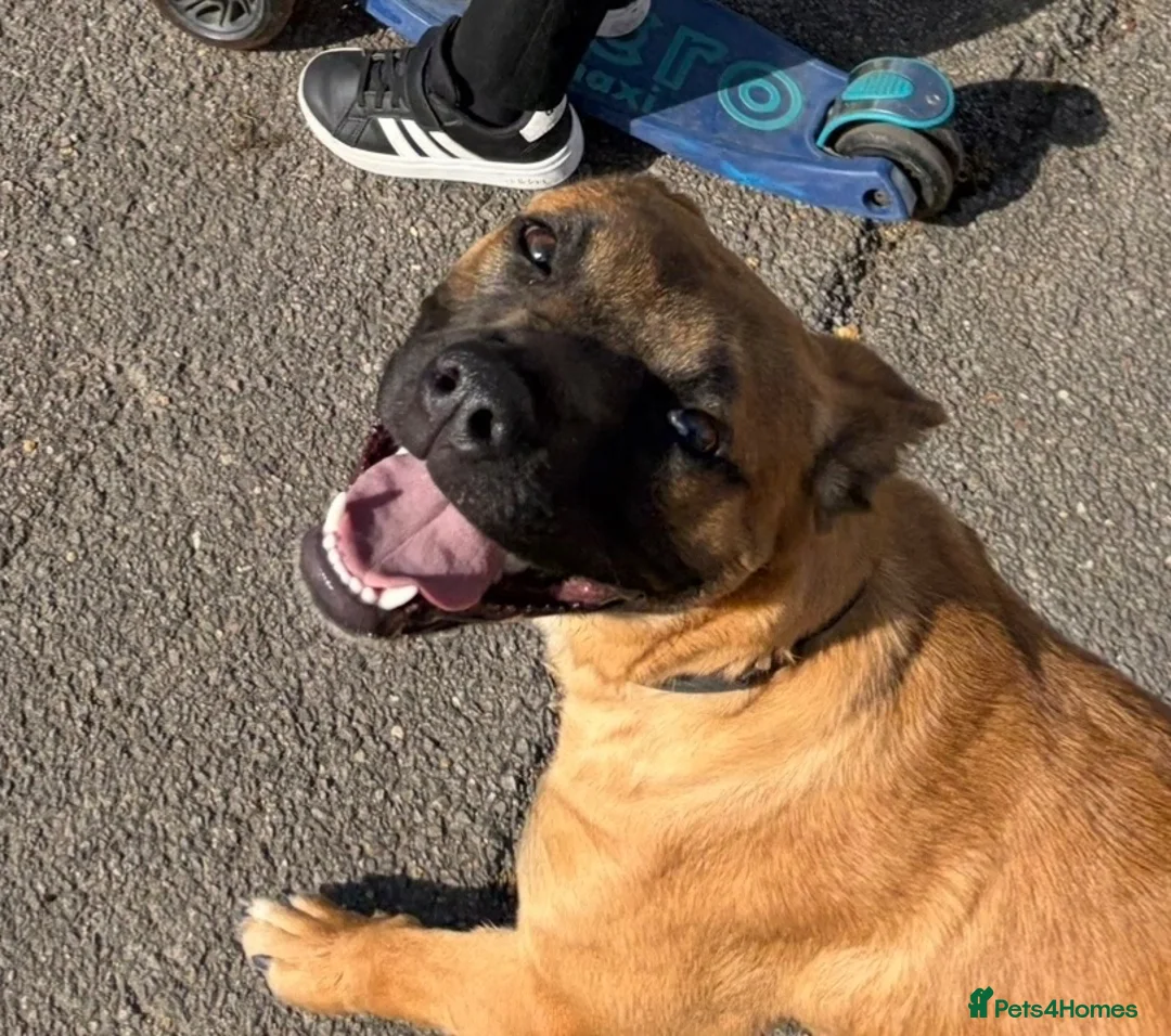 Mixed Breed dogs for sale: Belgian Mali x American Bulldog - Advert 2
