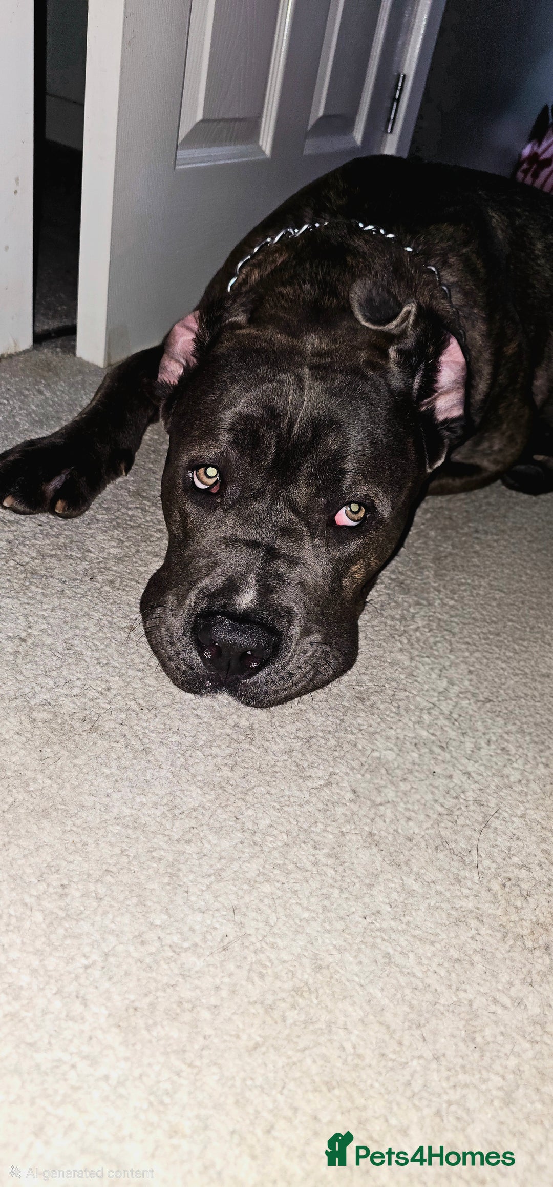 Cane Corso dogs for sale: Cane corso  - Advert 2