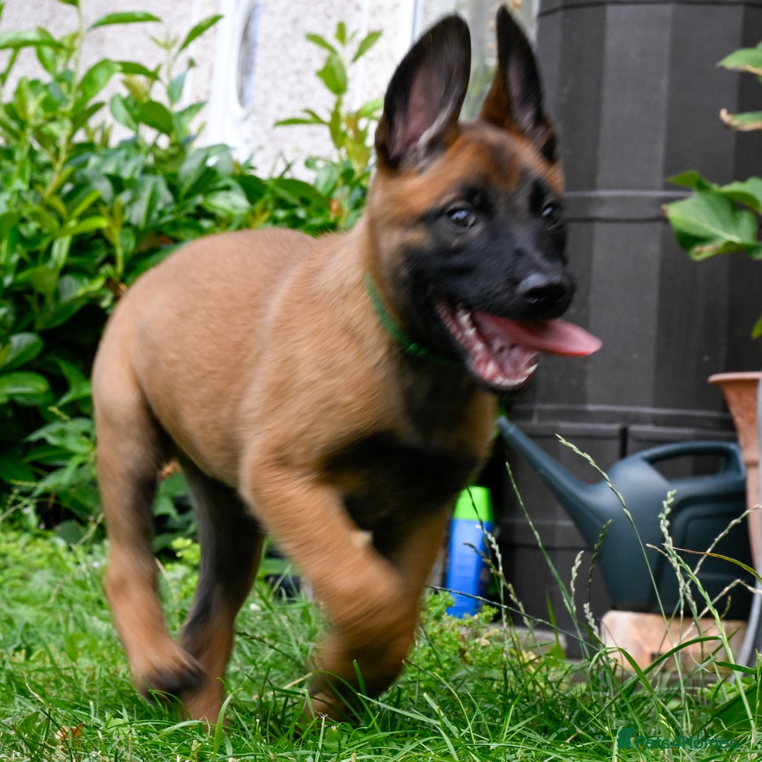 Belgian Shepherd Dog dogs for sale: Stunning Belgian Malinois Puppies Ready Now - Image 7