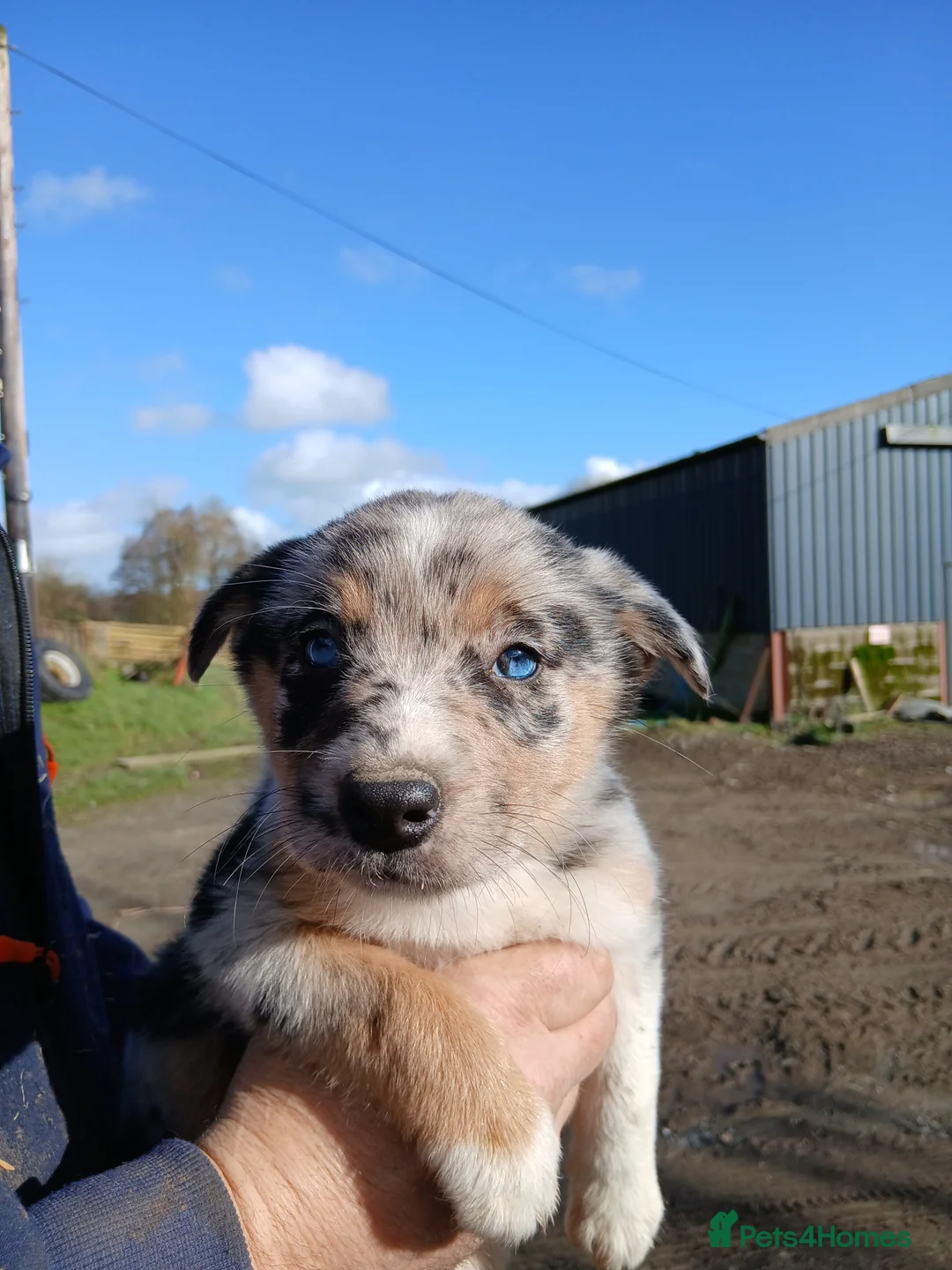 Border Collie dogs for sale: Blue merl border collies - Advert 3
