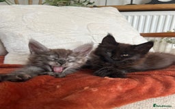 Maine Coon cats for sale: Stunning championship Maine coon black smoke - Image 4