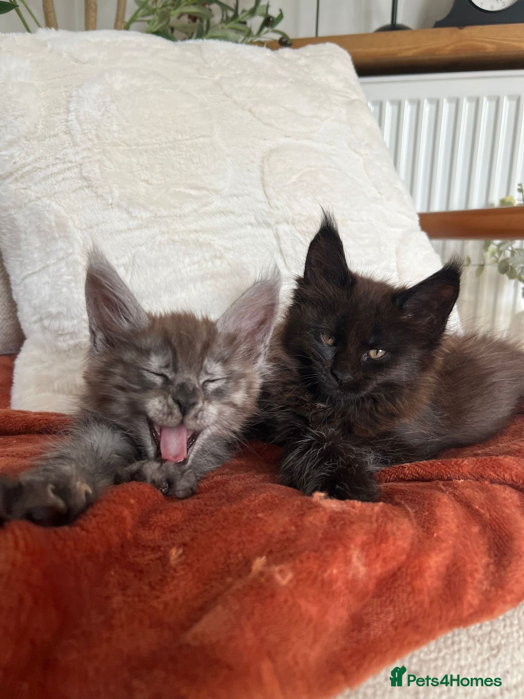 Maine Coon cats for sale: Stunning championship Maine coon black smoke - Image 4
