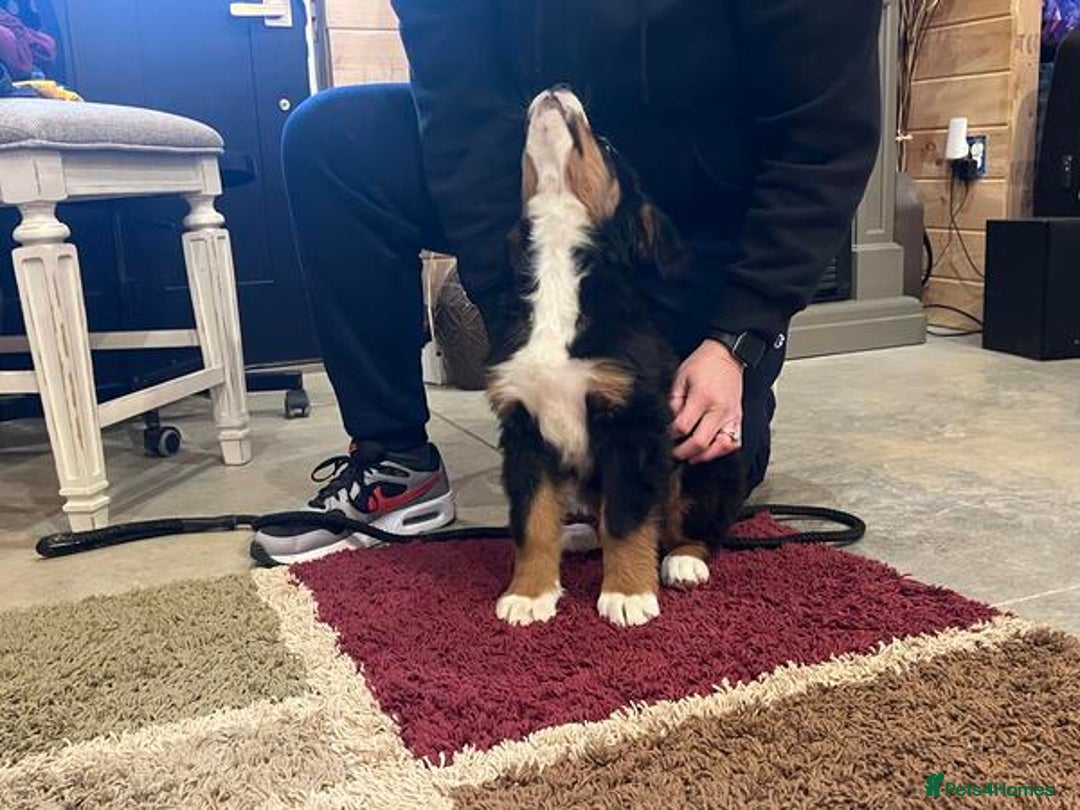 Bernese Mountain Dog dogs for sale: KC Bernese Mountain Dog Puppies  - Image 4