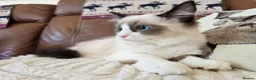 Ragdoll cats for sale: Fully Vaccinated, Microchipped, Insured Ready Now  - Advert 37