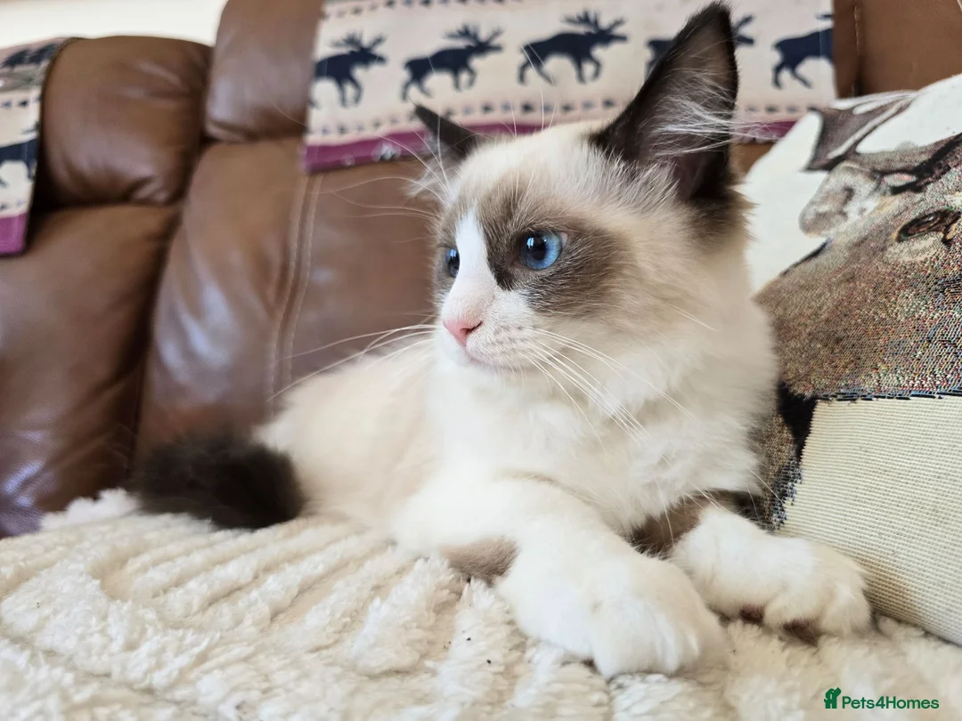Ragdoll cats for sale: Fully Vaccinated, Microchipped, Insured Ready Now  - Advert 37