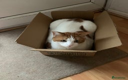 British Shorthair cats for sale: Three years cat  - Image 7