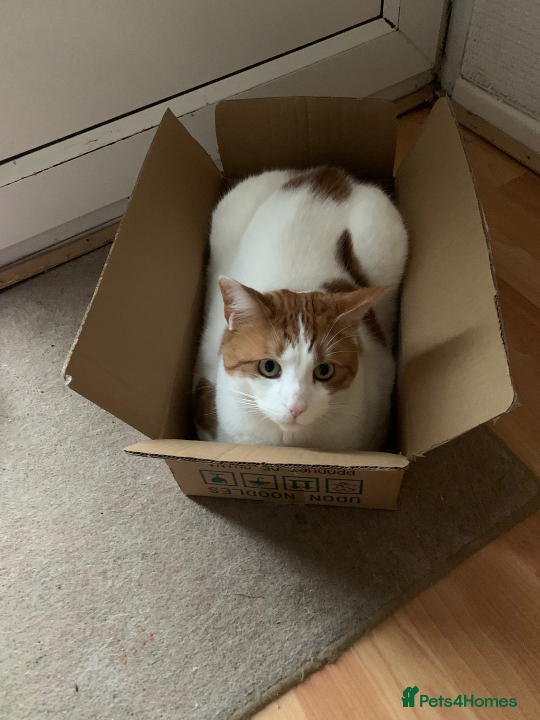 British Shorthair cats for sale: Three years cat  - Image 7