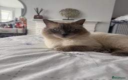 Ragdoll cats for sale: GCCF registered Ragdoll kittens - Image 17