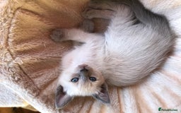 Tonkinese cats for sale: Exquisite Tonkdolls - Image 21