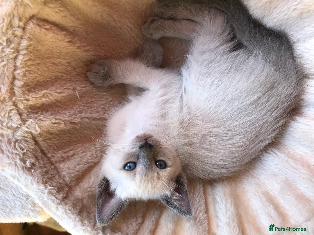Tonkinese cats for sale: Exquisite Tonkdolls - Image 21