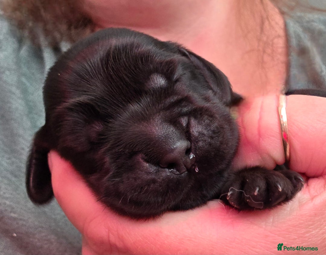 Cocker Spaniel dogs for sale: Sold Sold Sold - Image 2