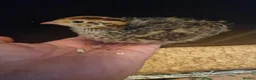Quail poultry for sale: 🐣 Coturnix & Jumbo Coturnix Quail Hatching Eggs  in Accrington - Advert 10