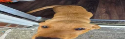 Labrador Retriever dogs for sale: Red fox labrador puppy  in Cramlington - Advert 5