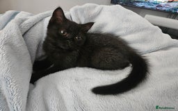 Scottish Fold cats for sale: Adorable Scottish fold Straight Ears Kittens - Image 33