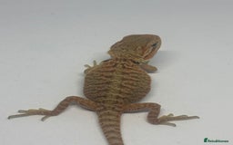 Bearded Dragon reptiles for sale: Baby beardies - Image 5