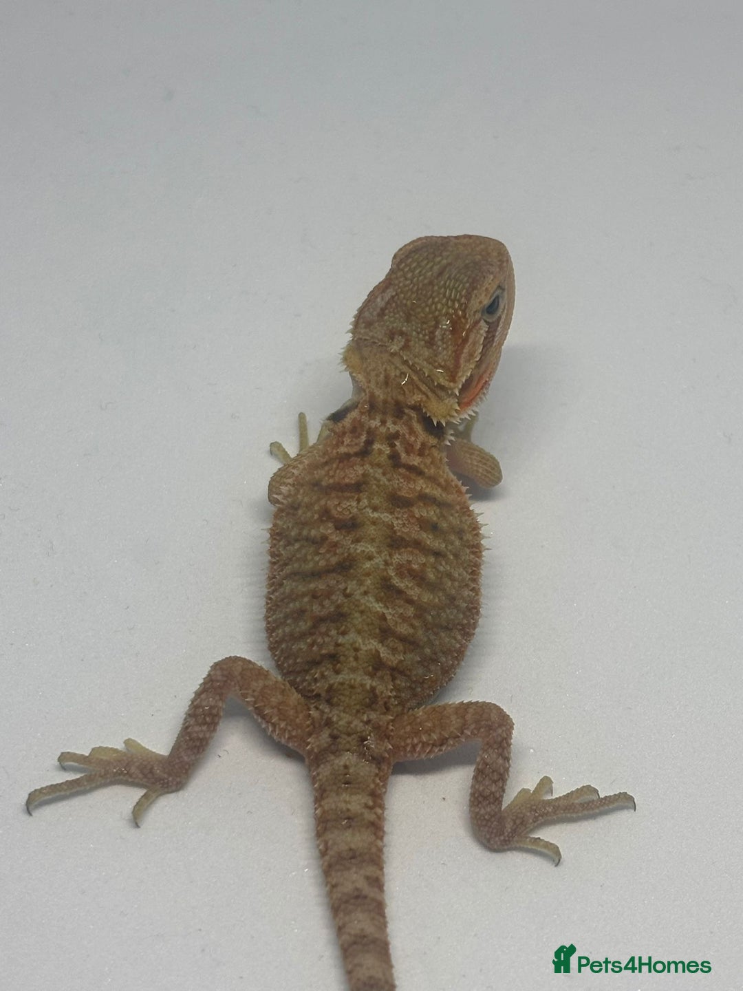 Bearded Dragon reptiles for sale: Baby beardies - Image 5