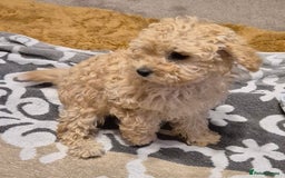Poodle dogs for sale: Poodle pups - Image 5