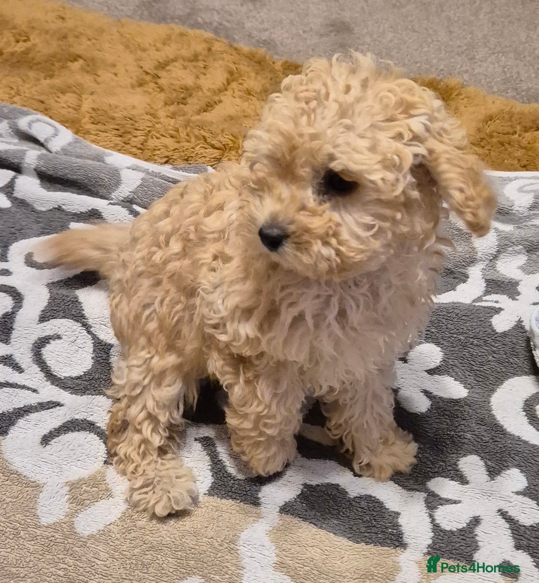 Poodle dogs for sale: Poodle pups - Image 5