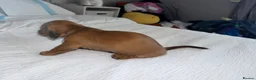 Miniature Dachshund dogs for sale: Miniature Dachsund Puppies - Advert 11