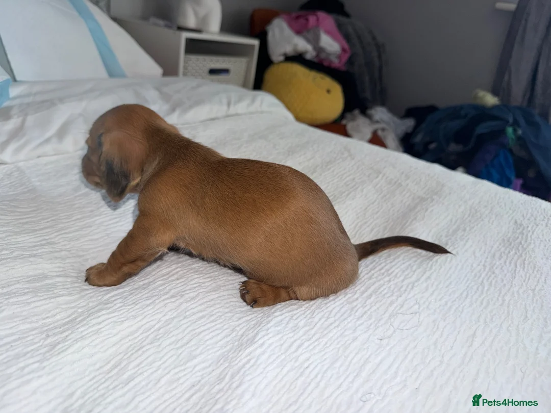 Miniature Dachshund dogs for sale: Miniature Dachsund Puppies - Advert 11