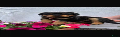 Rottweiler 2
