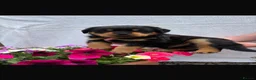 Rottweiler dogs for sale: KC registered Rottweiler Puppies - Advert 5