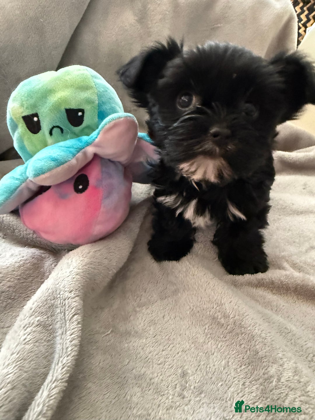 Yorkshire Terrier dogs for sale:  2 left Yorkshire terrier Black Biewer Ready To go - Image 9