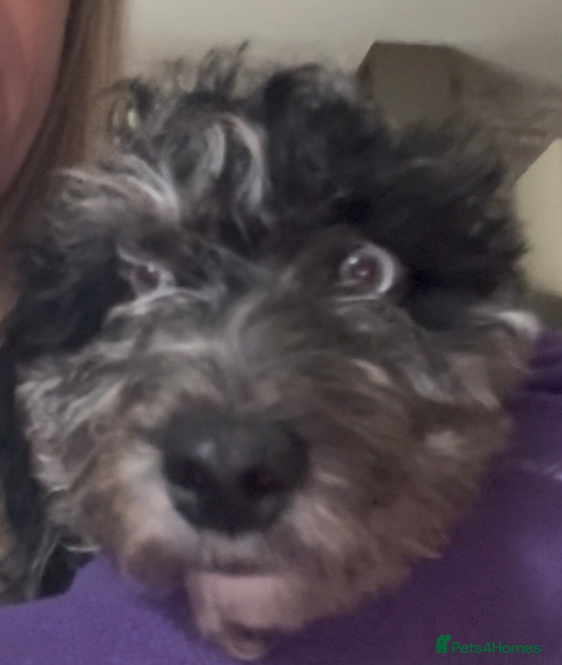 Cockapoo dogs Adorable cockapoos. Parents genetically tested.  - Advert 3