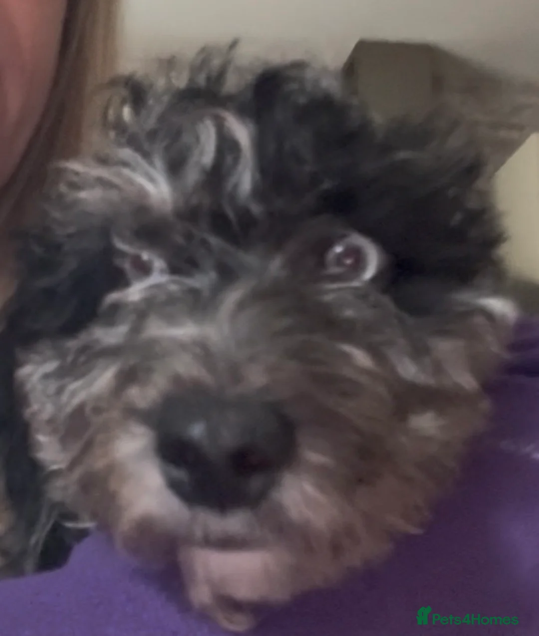 Cockapoo dogs for sale: Adorable cockapoos.  ALL SOLD - Advert 2