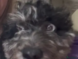 Cockapoo dogs Adorable cockapoos. Parents genetically tested. - Advert 3