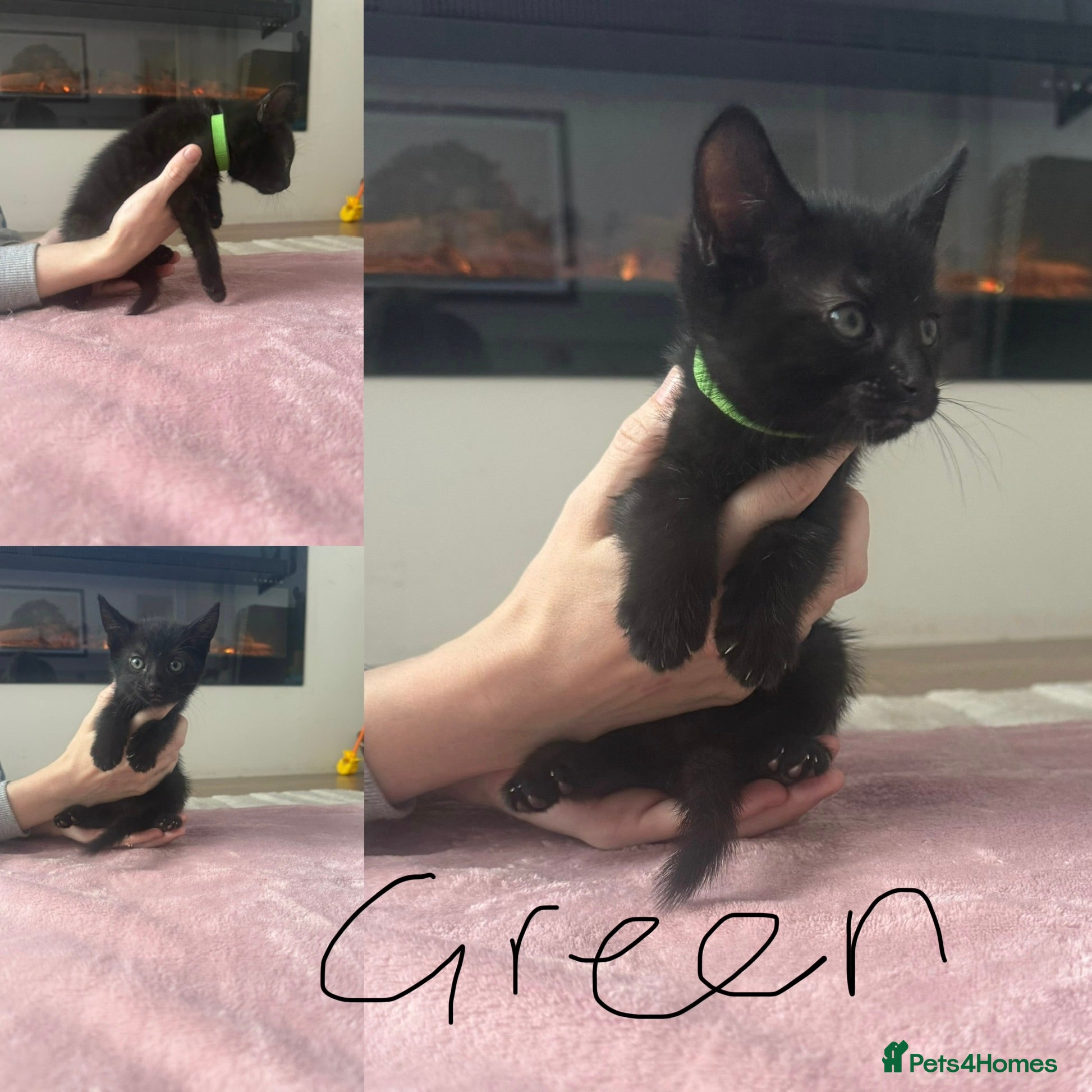 Mixed Breed cats Adorable kittens 3 remaining 🩷 £125 - Advert 2