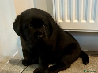Labrador Retriever dogs Litter of chunky Show Labrador Retriever Puppies - Advert 3