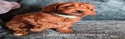Cockapoo dogs for sale: Cockapoo puppies - Advert 5