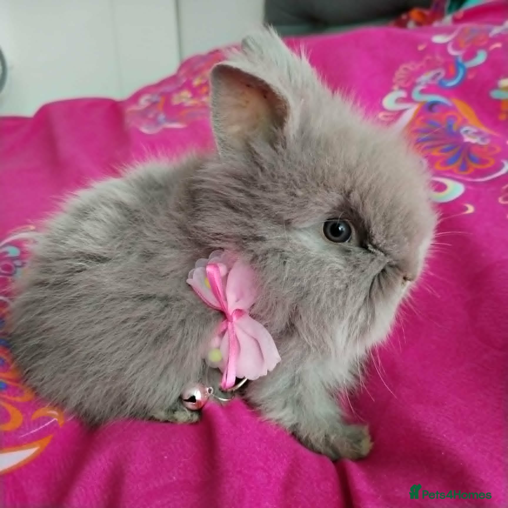 Lionhead rabbits Pure Breed Double Mained Lionhead - Advert 2