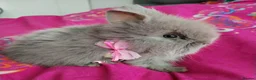 Lionhead rabbits for sale: Pure Breed Double Mained Lionhead - Advert 4