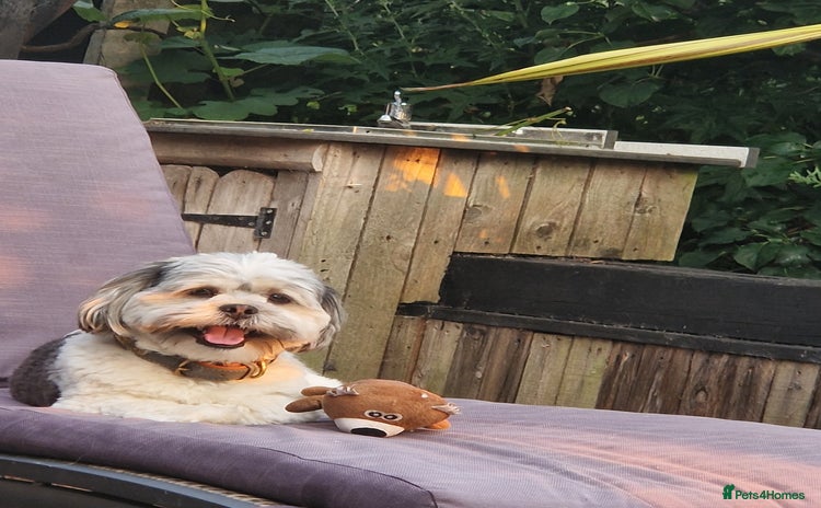 Lhasa Apso dogs - Advert 1