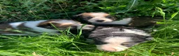 Border Collie dogs for sale: 4 gorgeous Border Collie Puppies - Advert 4