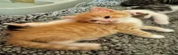 Mixed Breed cats for sale: Ginger Kitten 7 weeks old  - Advert 4