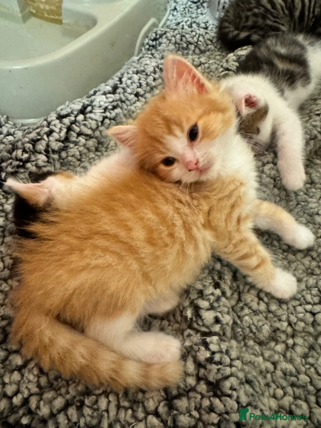 Mixed Breed cats for sale: Ginger Kitten 7 weeks old  - Advert 4