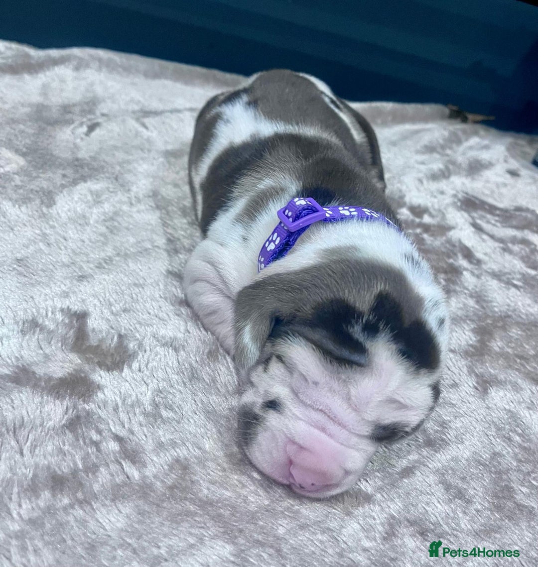 Great Dane dogs for sale: Stunning Great Dane puppies  - Advert 14