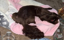 Shih Tzu dogs for sale: Beautiful chocolate bitch  - Image 4