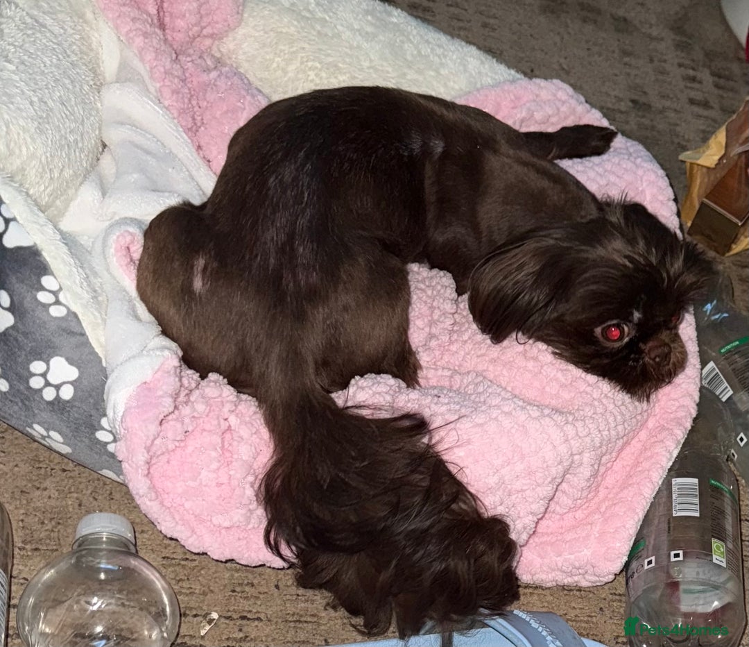 Shih Tzu dogs for sale: Beautiful chocolate bitch  - Image 4