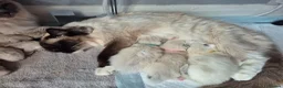 Ragdoll cats for sale: Ragdoll Kittens TICA Registered - Advert 11