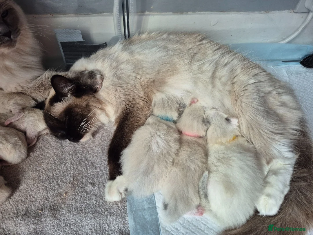 Ragdoll cats for sale: Ragdoll Kittens TICA Registered - Advert 11