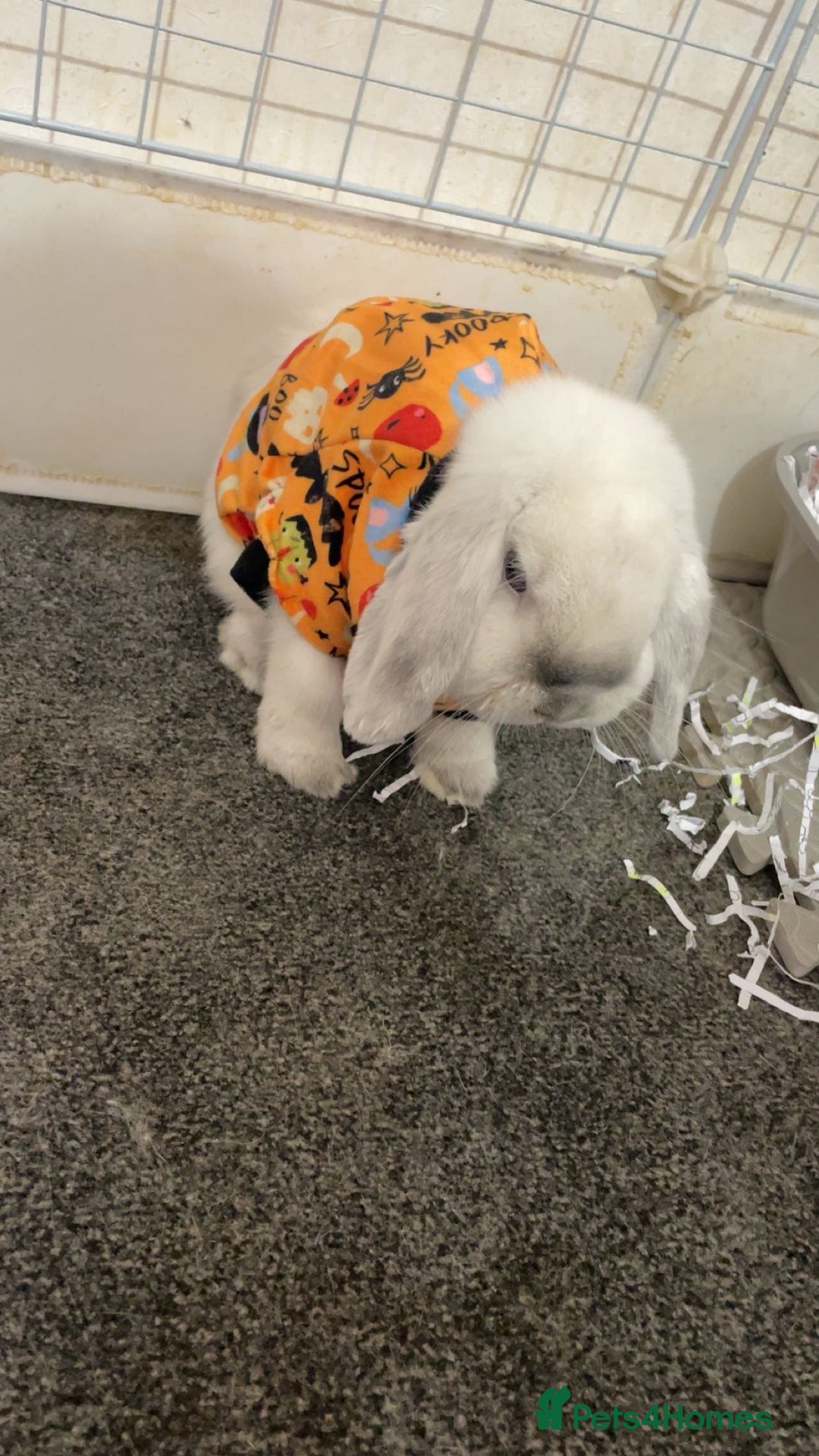 Mini Lop rabbits for sale: Hello I’m Bear - Image 3
