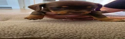 Miniature Dachshund dogs for sale: Miniature dashhound  - Advert 3