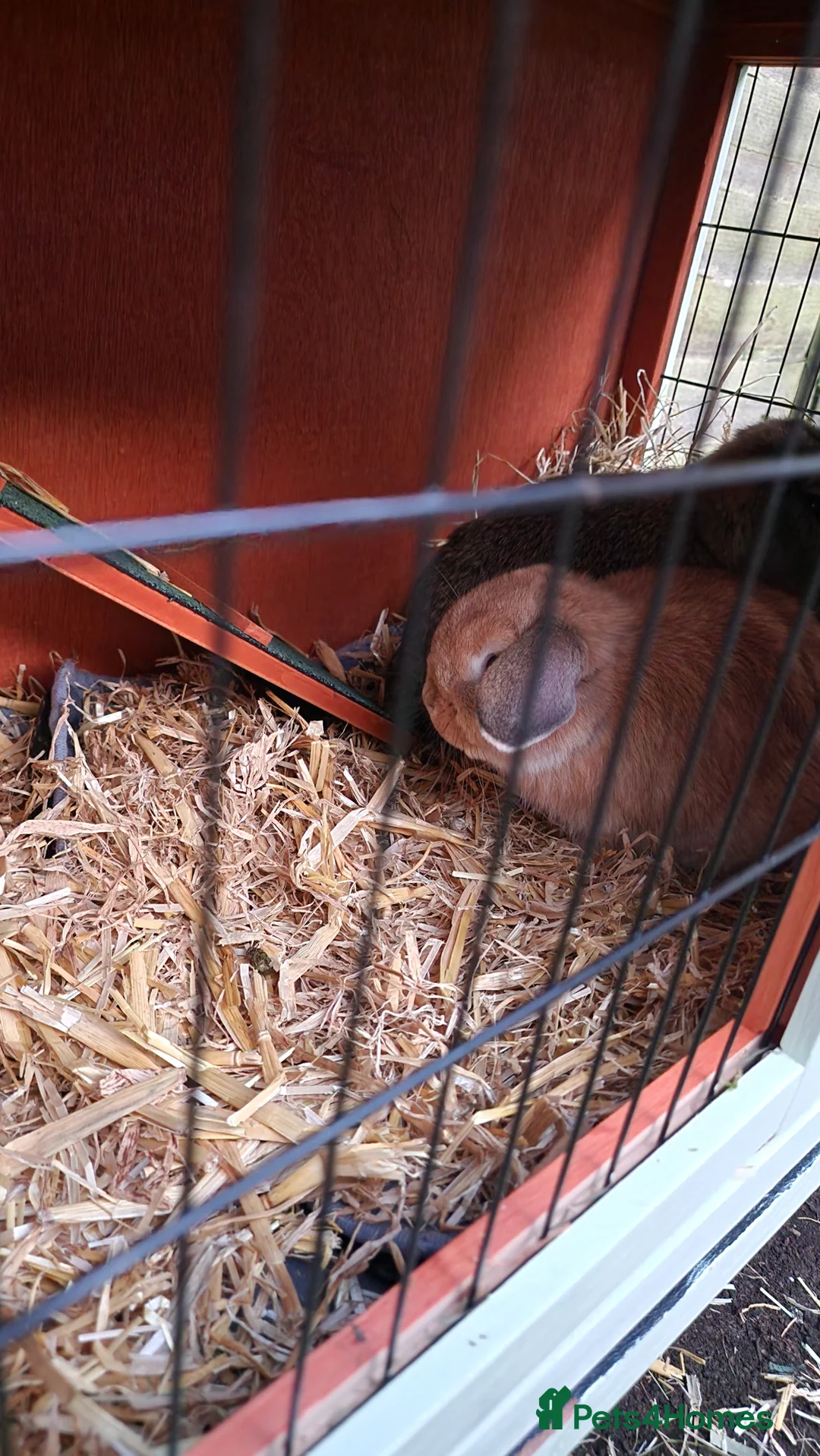 Mini Lop rabbits for sale: Mini lops for sale  - Advert 4