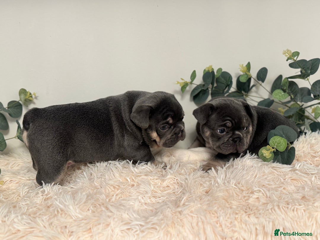 French Bulldog dogs for sale: Beautiful KC Registered French Bulldog Boys  - Advert 11