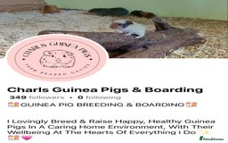 Guinea Pig rodents for sale: ✨Lots of Baby boy Guinea Pigs ✨🐹🩵 - Image 30